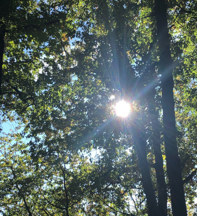 Waldfoto mit der Sonne, deren Licht durch die Bäume bricht