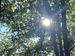 Die Sonne scheint durch die Zweige in einem Wald